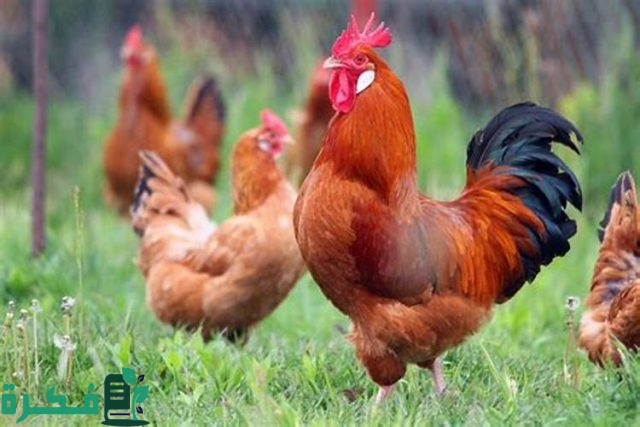 جدول أوزان الفراخ البلدي الهجين