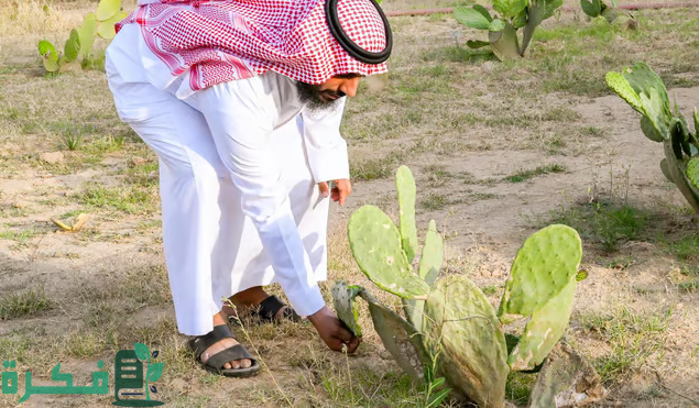 مدينة متكاملة متخصصة.. زراعة التين الشوكي في الباحة تحصد نجاحًا ملموسًا