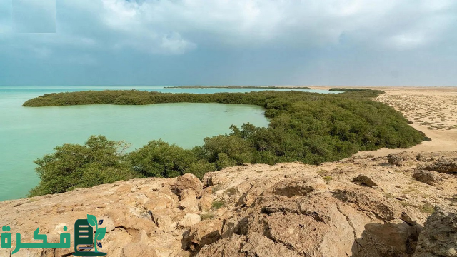 الحياة الفطرية: ولادة 4 أشبال للفهد الصياد واكتمال استراتيجية الحفاظ عليه