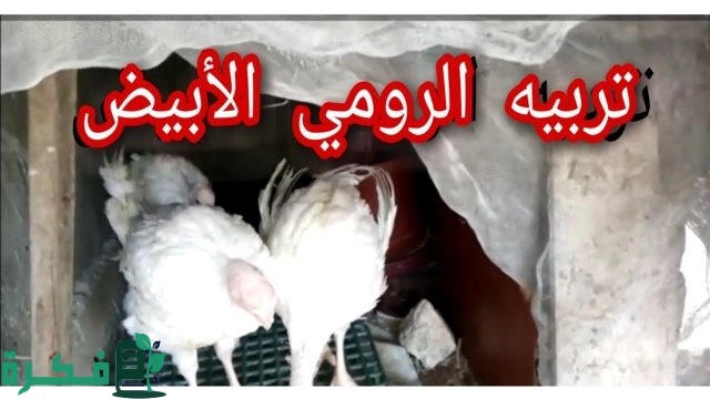 جدول أوزان الرومي الأبيض