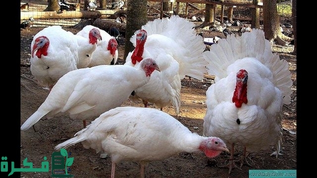 جدول أوزان الرومي الأبيض