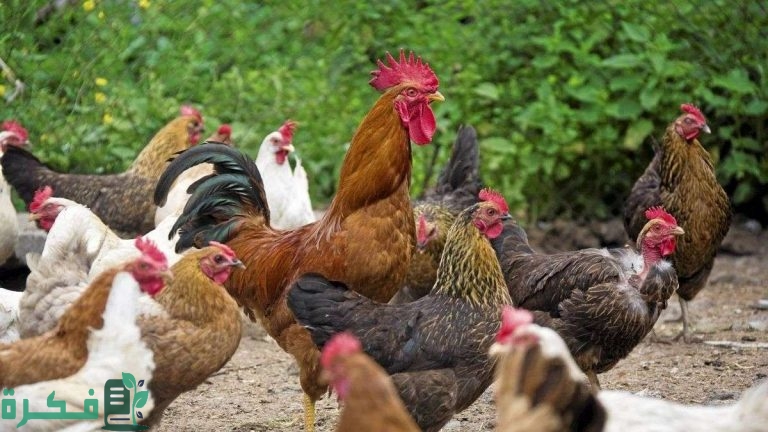 جدول أوزان الفراخ البلدي الهجين