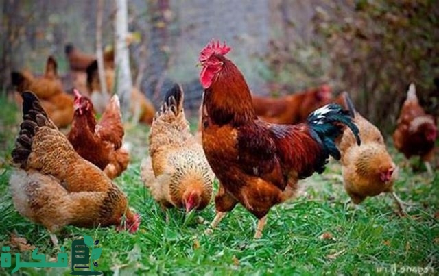 جدول أوزان الفراخ البلدي الهجين