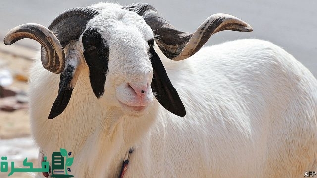 قائمة مكونات علف تسمين الأغنام