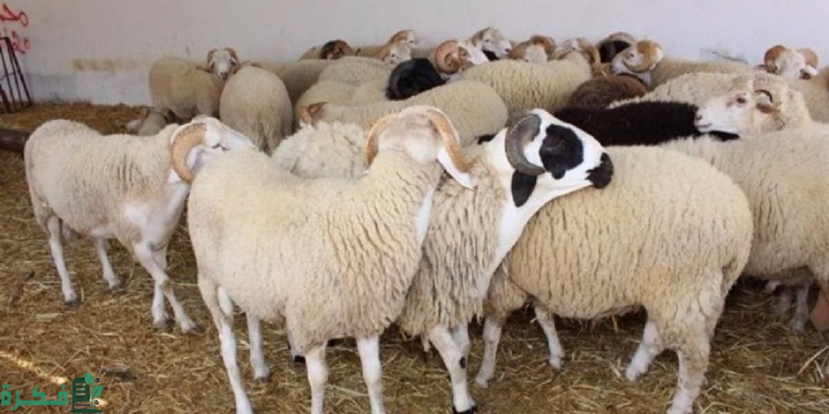 قائمة مكونات علف تسمين الأغنام