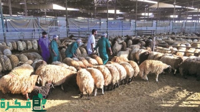 قائمة مكونات علف تسمين الأغنام