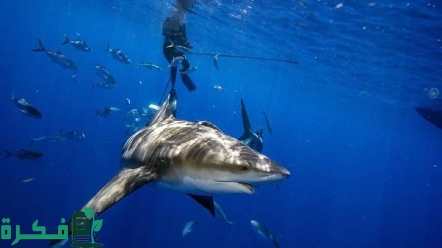“المركز الوطني للحياة الفطرية”يعلن رصد سمك القرش الحريري والحوت القاتل وهو ما أثار القلق