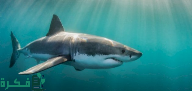 “المركز الوطني للحياة الفطرية”يعلن رصد سمك القرش الحريري والحوت القاتل وهو ما أثار القلق
