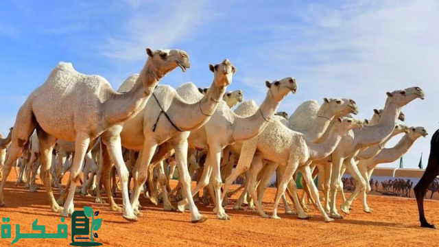 دور دبلوم تربيه ورعايه الابل في تعزيز الثقافة الوظيفية بالمملكة العربية السعودية