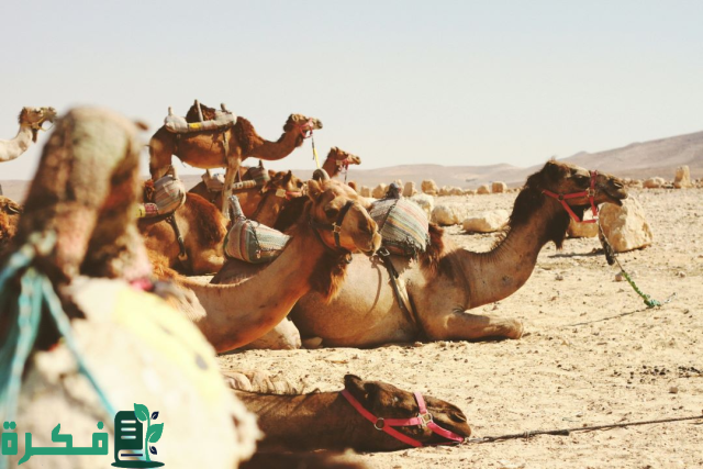 دور دبلوم تربيه ورعايه الابل في تعزيز الثقافة الوظيفية بالمملكة العربية السعودية