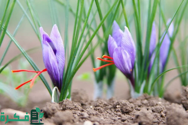 توطين إنتاج الزعفران بالسعودية.. يأتي على قائمة أولويات المملكة