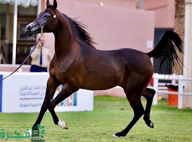 بطولة "حائل الدولية لجمال الخيل" تعلن استقبال مزاد الجياد الأصيلة