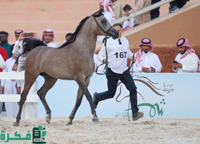 بطولة "حائل الدولية لجمال الخيل" تعلن استقبال مزاد الجياد الأصيلة