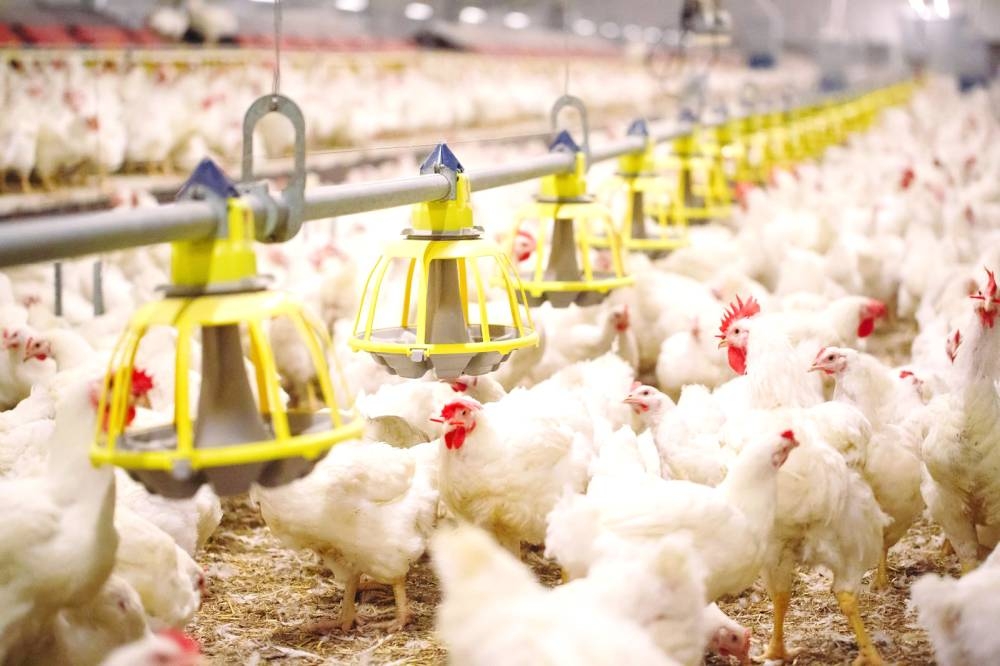 توطين تقنيات جديدة لتعزيز جودة الغذاء في تطوير الثروة الحيوانية والسمكية بالسعودية